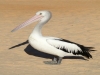 Pelikan am Strand von Monkey Mia