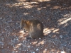 Rottnest Island - Quokka